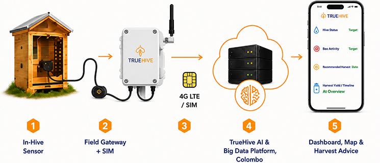 TrueHive remote monitoring process from hive sensor to dashboard