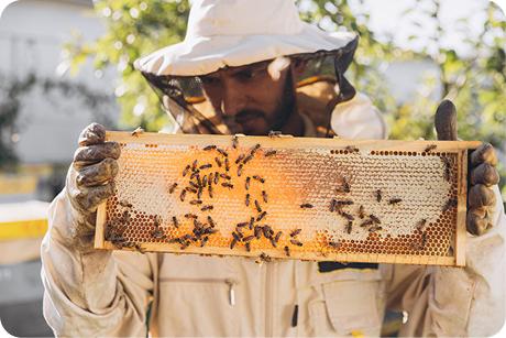 Bee farmer holding honeycomb frame