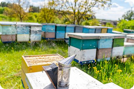 Bee hive boxes in a Sri Lankan farm